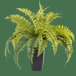 BOSTON Fougère Vert