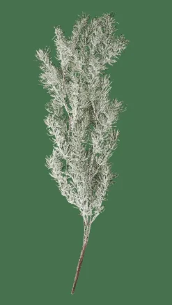 CEDER Branche Décorative Vert