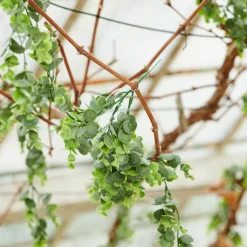 DAHLIA Tige De Fleurs Crème