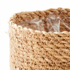 HERBA Herbe En Pot Vert