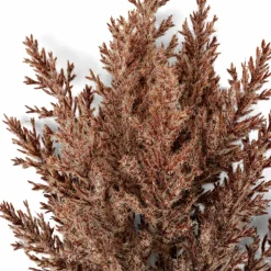 PLUME Plumes Décoratives Brun Clair