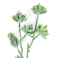 TRIFOLIUM Tige De Fleurs Jaune